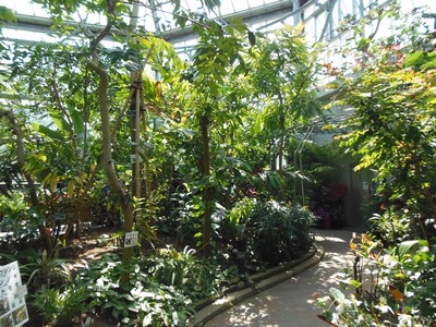 熱帯植物室.jpg