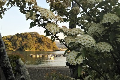 王子山と季節の花.jpg