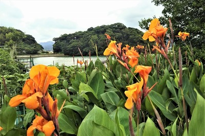 王子山と季節の花1.jpg