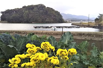 王子山と季節の花1.JPG