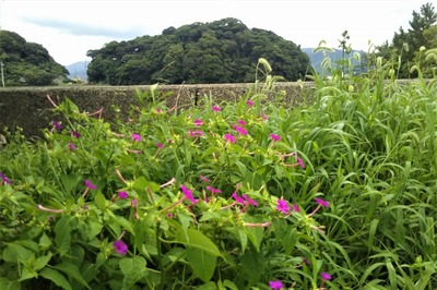 王子山と季節の花2.jpg