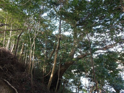 王子山の樹叢2.jpg