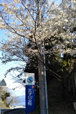 王子山公園の桜1.jpg