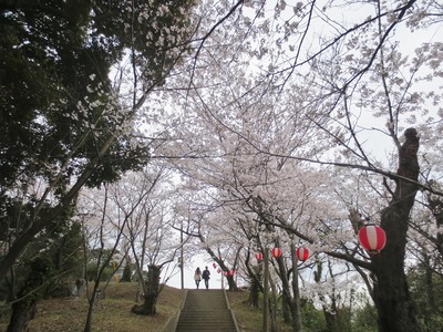 王子山公園の桜1.jpg