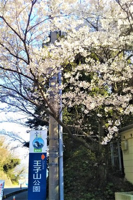 王子山公園の桜2.jpg