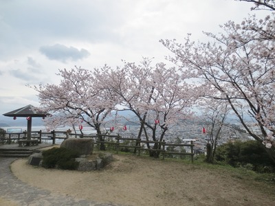 王子山公園の桜2.jpg