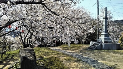 王子山公園の桜3.jpg