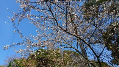 王子山公園の桜3.jpg
