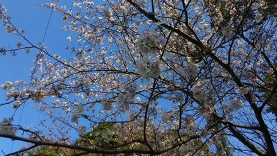 王子山公園の桜4.jpg