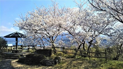 王子山公園の桜4.jpg