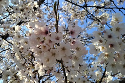 王子山公園の桜5.jpg