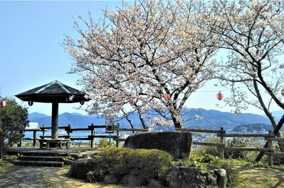 王子山公園の桜5.jpg