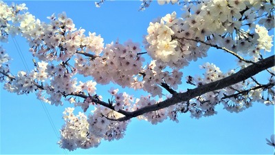王子山公園の桜6.jpg