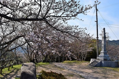 王子山公園の桜6.jpg