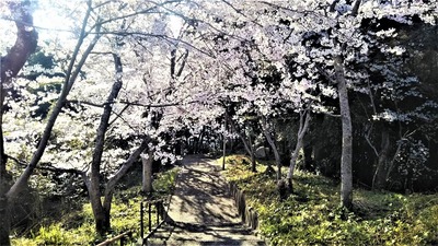 王子山公園の桜7.jpg