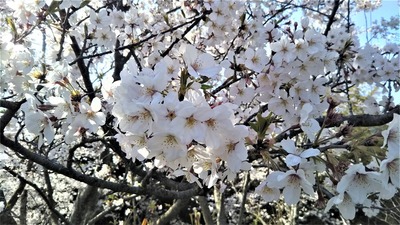 王子山公園の桜8.jpg