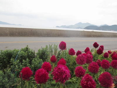 田屋の季節の花ケイト.jpg
