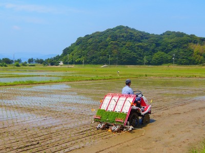 田植え.jpg