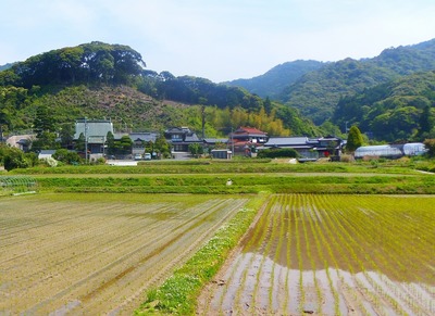 田植え後の清福寺付近.jpg