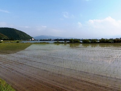 田植え後の田んぼ2.jpg
