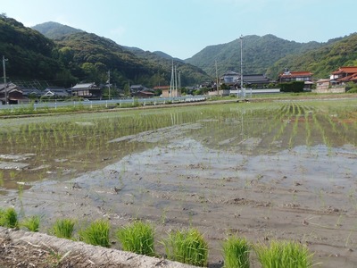田植え後の田んぼ3.jpg