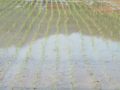 田植え後の田んぼ5.jpg