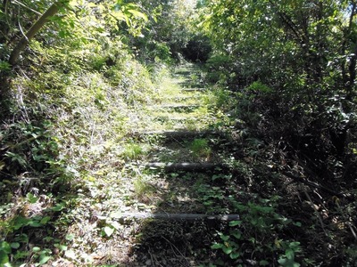 登山道1.jpg
