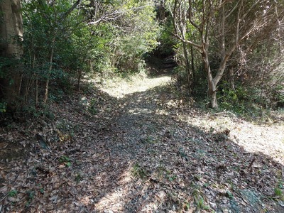 登山道1.jpg