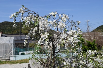 白い季節の花1.jpg