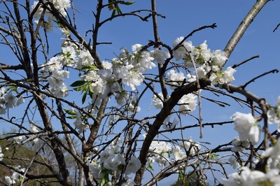 白い季節の花2.jpg