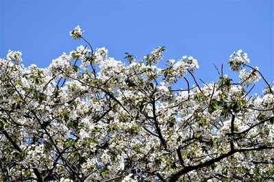 白い桜.jpg