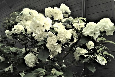 白い花1.jpg