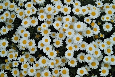 白い花2.jpg