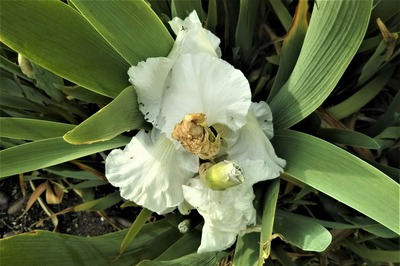 白い花3.jpg