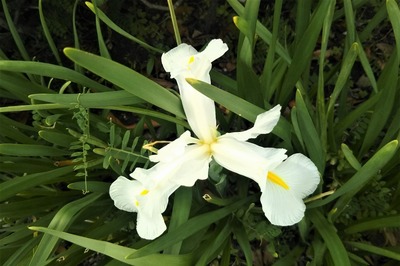 白い花4.jpg