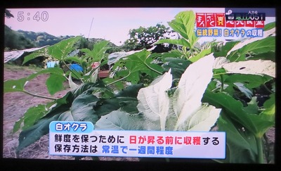 白オクラ収穫タイミング・保存.jpg