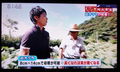 白オクラ8cm〜14cmで収穫可能.jpg