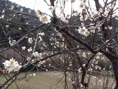 白梅2.jpg