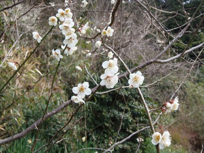 白梅3.jpg