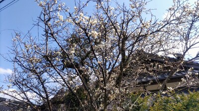 白梅3.jpg