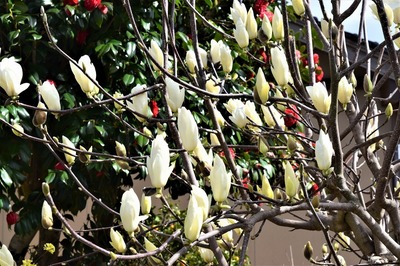 白色の季節の花.jpg