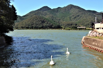 白鳥の湖・青海湖1.JPG