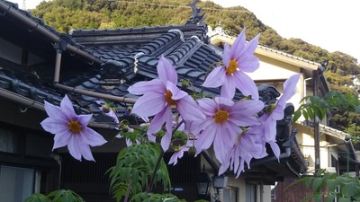 皇帝ダリア2.jpg