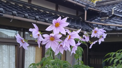 皇帝ダリア3.jpg