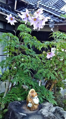 皇帝ダリアと狸のオブジェ.jpg