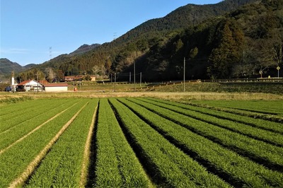 秋芳町八代の麦畑1.jpg