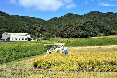稲刈り1.jpg