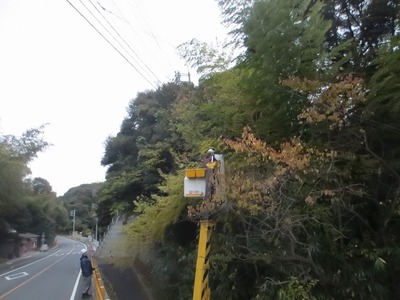 竹の伐採2.jpg