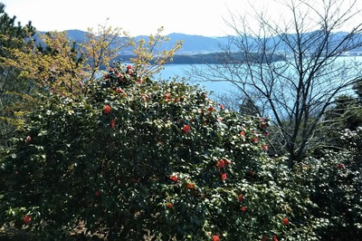 笠山山頂の椿1.jpg