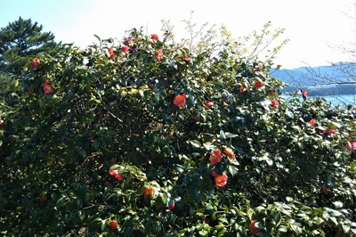 笠山山頂の椿2.jpg